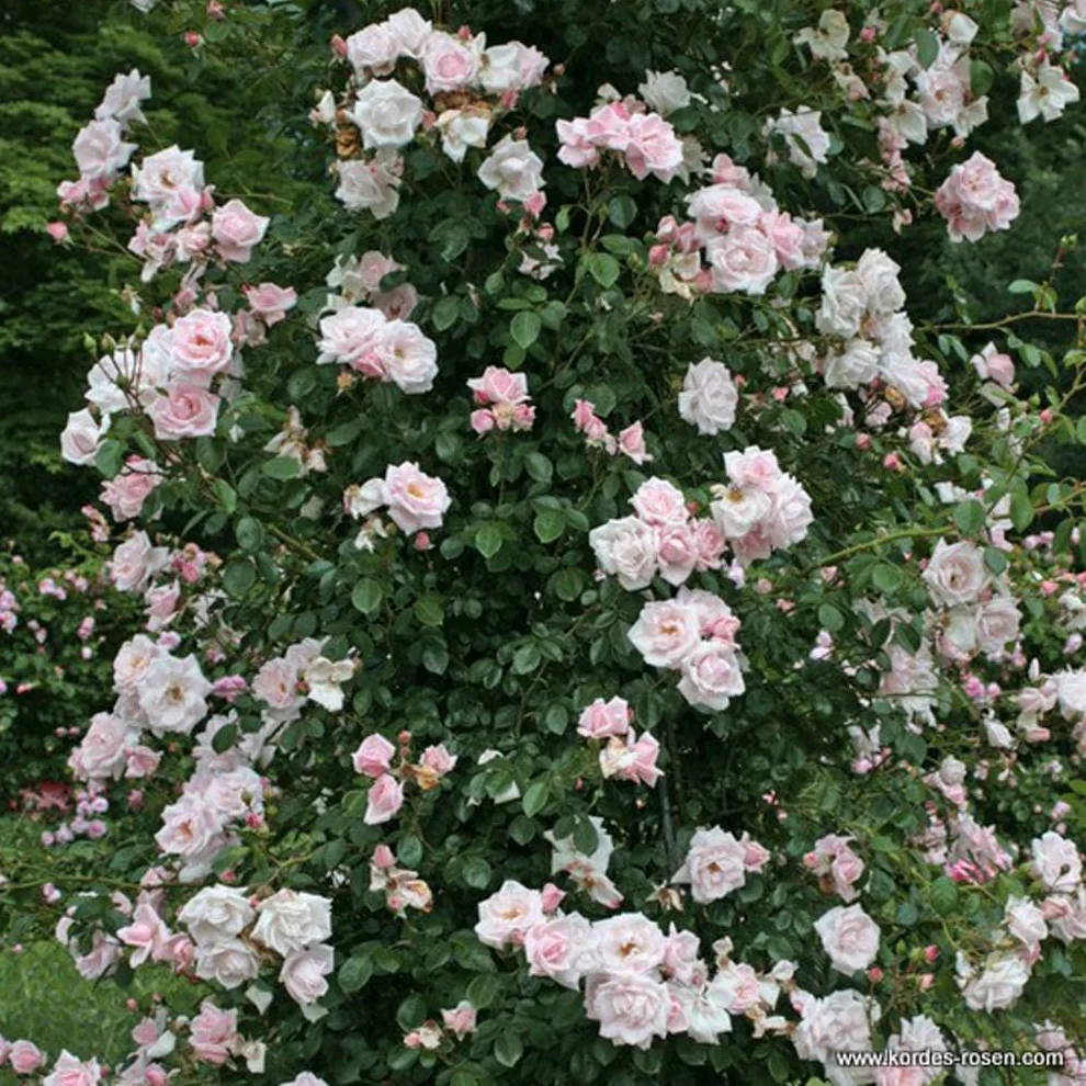 Rosier 'New Dawn' pot 25-30 cm - Rosier grimpant remontant