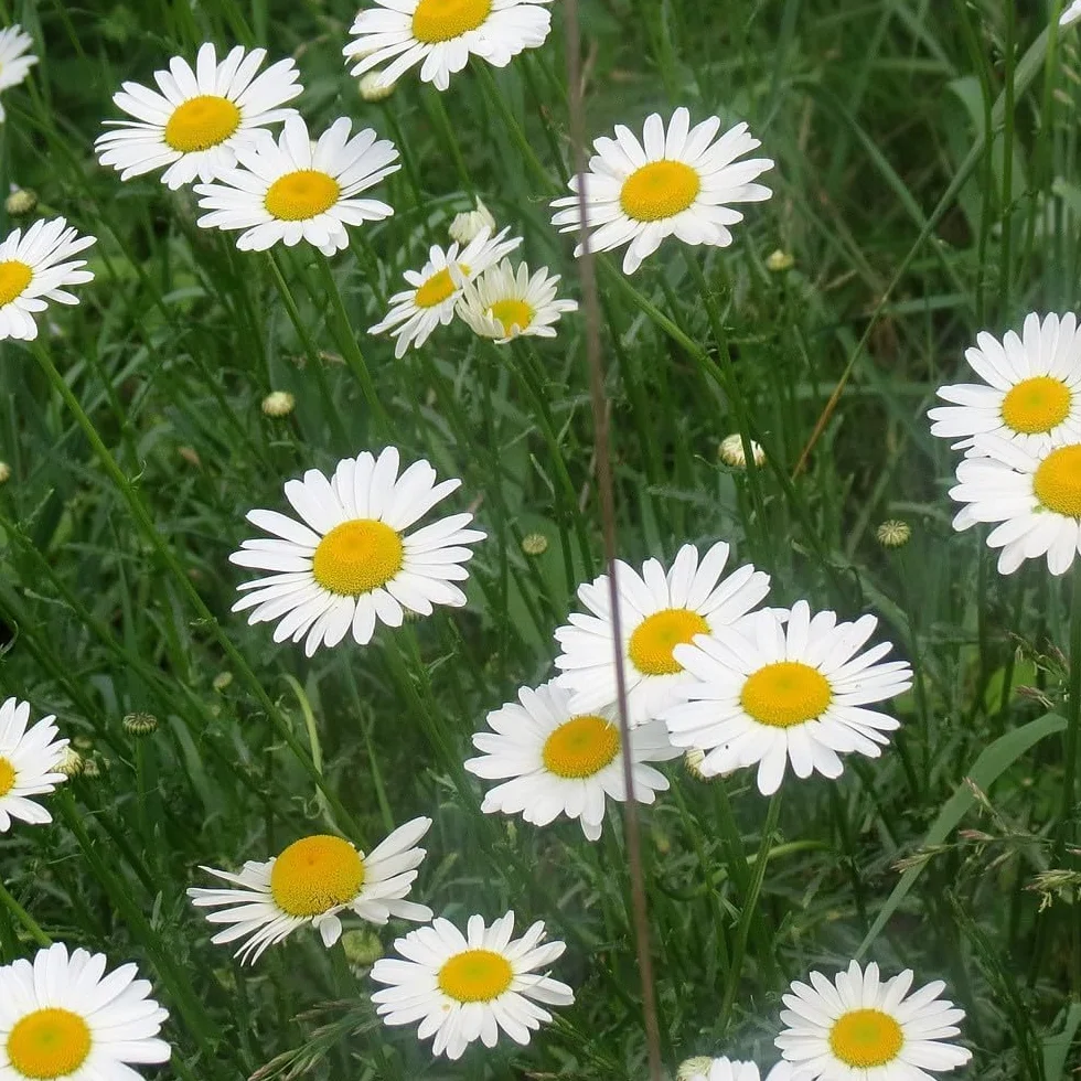 Graines pour Pelouse avec Marguerites, double variété, Croissance rapide (500gr-25m2)