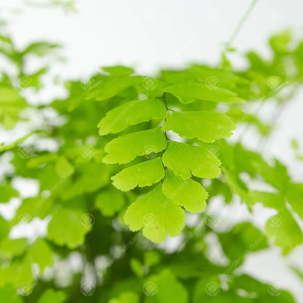 Adiantum raddianum Fragrans Fougère Cheveux de Vénus Plante d'Intérieur 12 cm