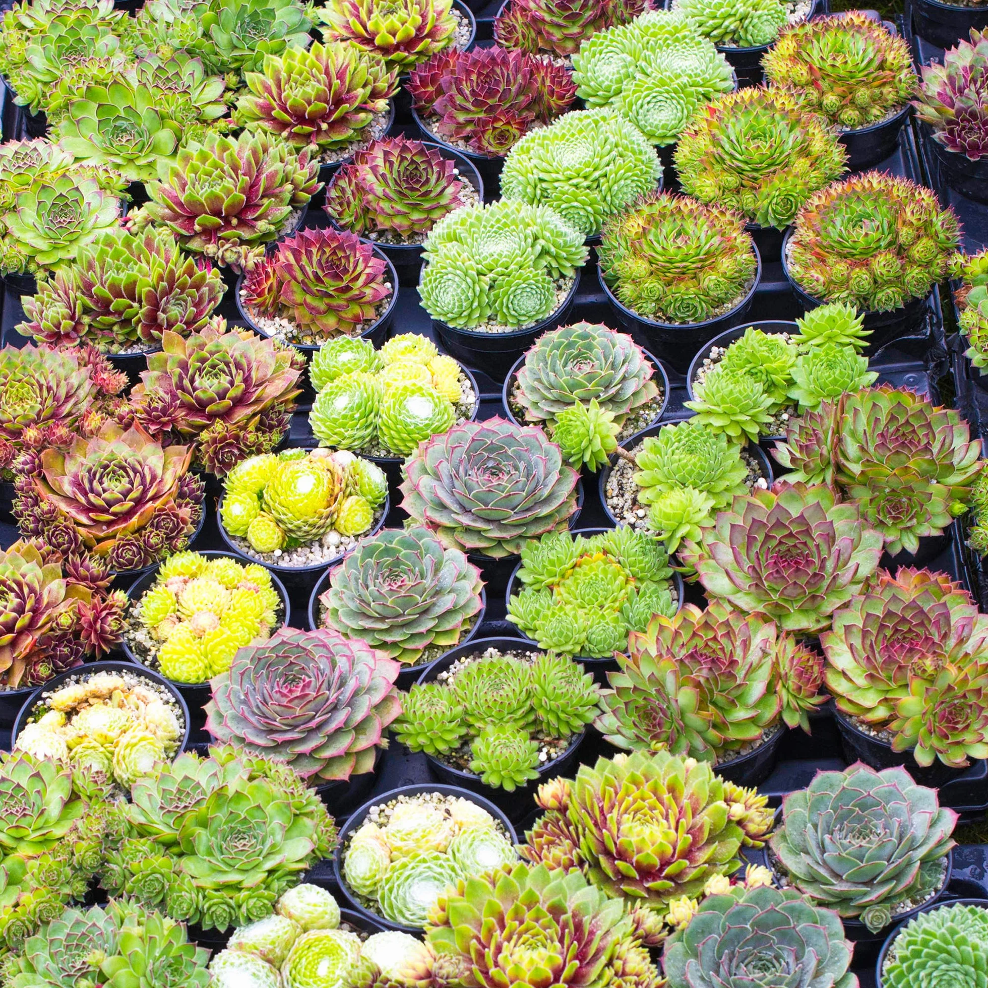 Sempervivum Mix GardenersDream - Lot de 20 Plantes Grasses Succulentes en Pot 5-15 cm - Résistantes Hiver Intérieur Extérieur